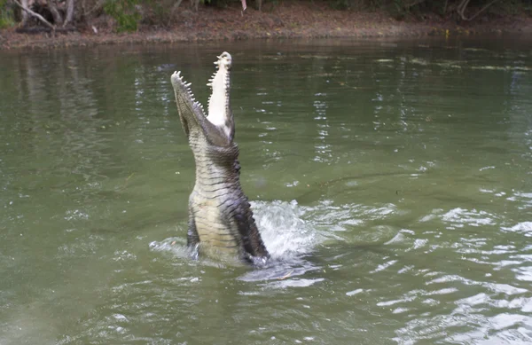 Krokodýl v severní Queensland, Austrálie — Stock fotografie