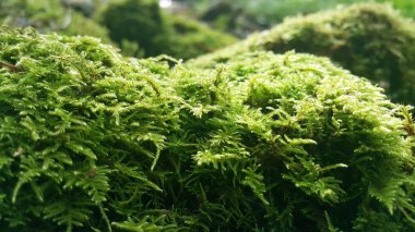 Ormandaki kayalarda yosun var.