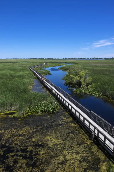 Point Pelee National Park Marsh Boardwalk — Foto Stock