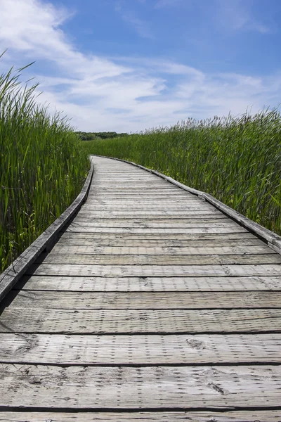 Strandpromenaden i en Marsh — Stockfoto