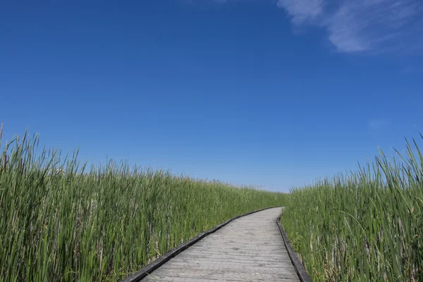 Boardwalk w bagnie — Zdjęcie stockowe