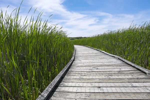 Boardwalk in a Marsh — Stock Photo, Image