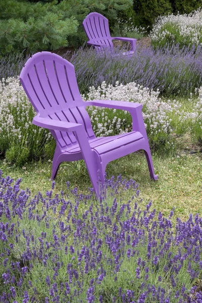 Lila Adirondack szék — Stock Fotó