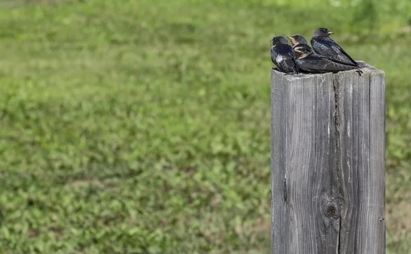 Baby rondini seduto su un palo di legno — Foto Stock