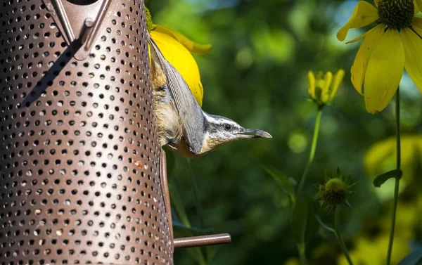 Červená breasted Brhlík, posazený na podavač — Stock fotografie