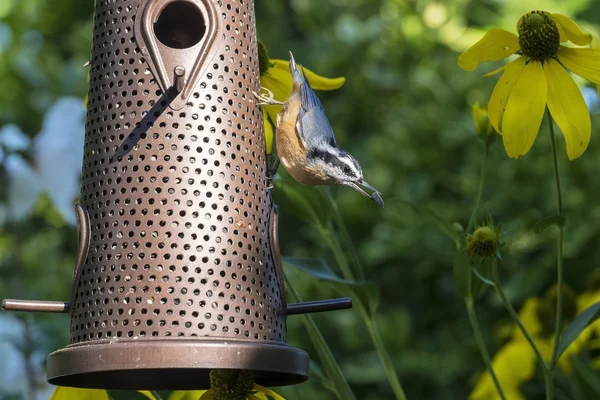 Nuthatch de pecho rojo encaramado en un alimentador — Foto de Stock