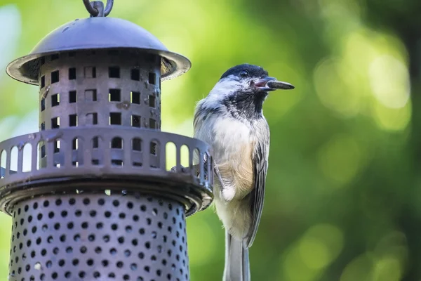 Hühner am Vogelfutterhäuschen — Stockfoto