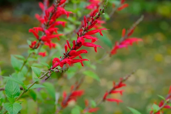 Sálvia Abacaxi Vermelho Escarlate Planta Jardim Queda — Fotografia de Stock