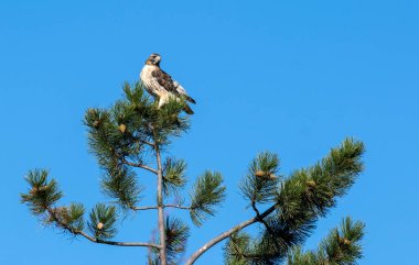 Kırmızı Kuyruklu Şahin Avcı Kuşu Mavi Gökyüzüne Karşı Uzun Çam Ağacı 'nın tepesine tünedi