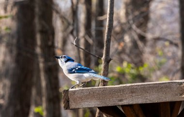 Kamera için bir Bluejay Tohum Tepsisi Besleyici Pozisyonu