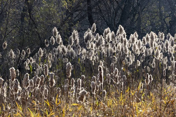 Hierba Ornamental Alta Retroiluminada Primer Plano Ramas Árboles Oscuros Fondo — Foto de Stock