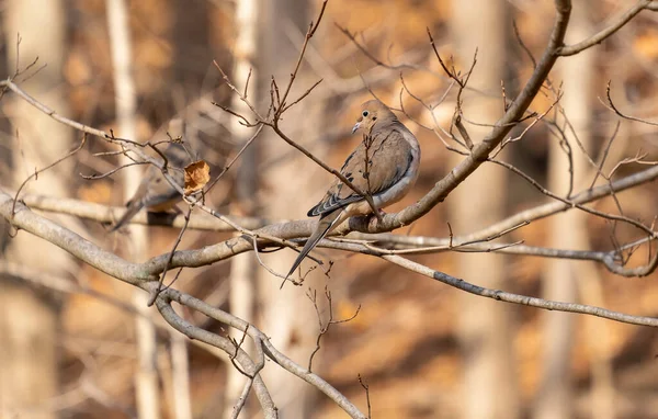 Eine Trauernde Taube Hockt Auf Einem Ast Wald — Stockfoto