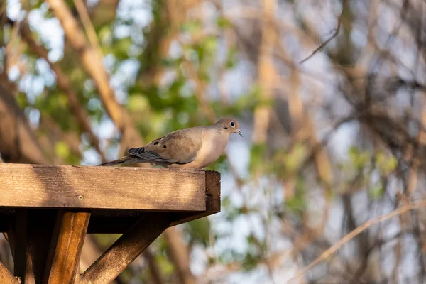 Una Colomba Lutto Appollaiata Vassoio Alimentazione Degli Uccelli Una Foresta — Foto Stock