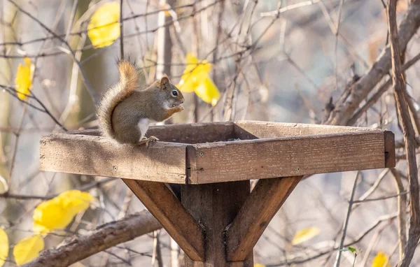 North American Red Squirrel Mangiare Semi Uccello Alimentatore Vassoio Nella Immagini Stock Royalty Free