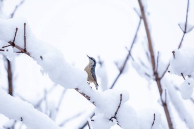 Çıplak ağaç dalına tünemiş kırmızı göğüslü çıtır çıtır çıtır.