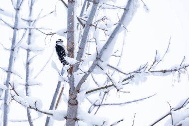 Dişi Downy Ağaçkakan Çıplak bir dala tünemiş Beyaz Arkaplan 'da Karla kaplı