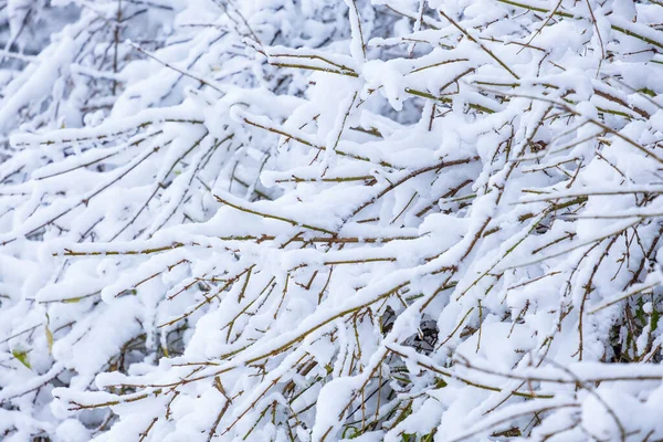 Een Bush Bedekt Met Gevallen Sneeuw — Stockfoto