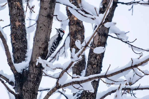 Αρσενικό Downy Τρυποκάρυδος Σκαρφαλωμένο Στο Κλαδί Bare Tree Καλυμμένο Χιόνι — Φωτογραφία Αρχείου