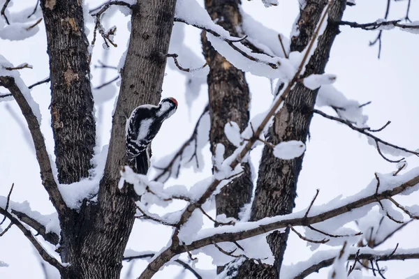 Pájaro Carpintero Macho Posado Rama Del Árbol Desnudo Cubierto Nieve —  Fotos de Stock