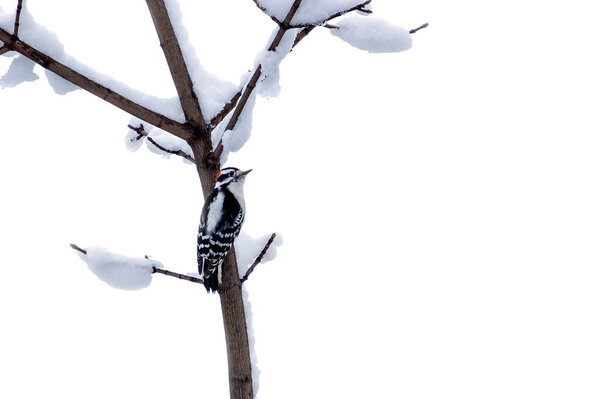 Male Downy Woodpecker Perched on the Bare Tree Branch Covered with Snow on White Background