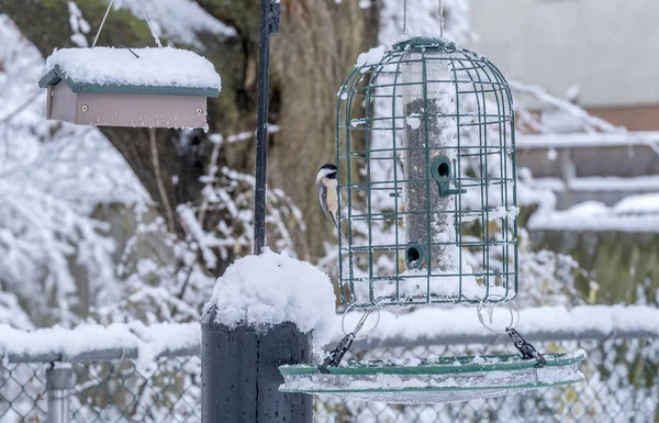 Fekete Sapkás Chickadee Black Oil Sunflower Seed Feeder Egy Kertben — Stock Fotó