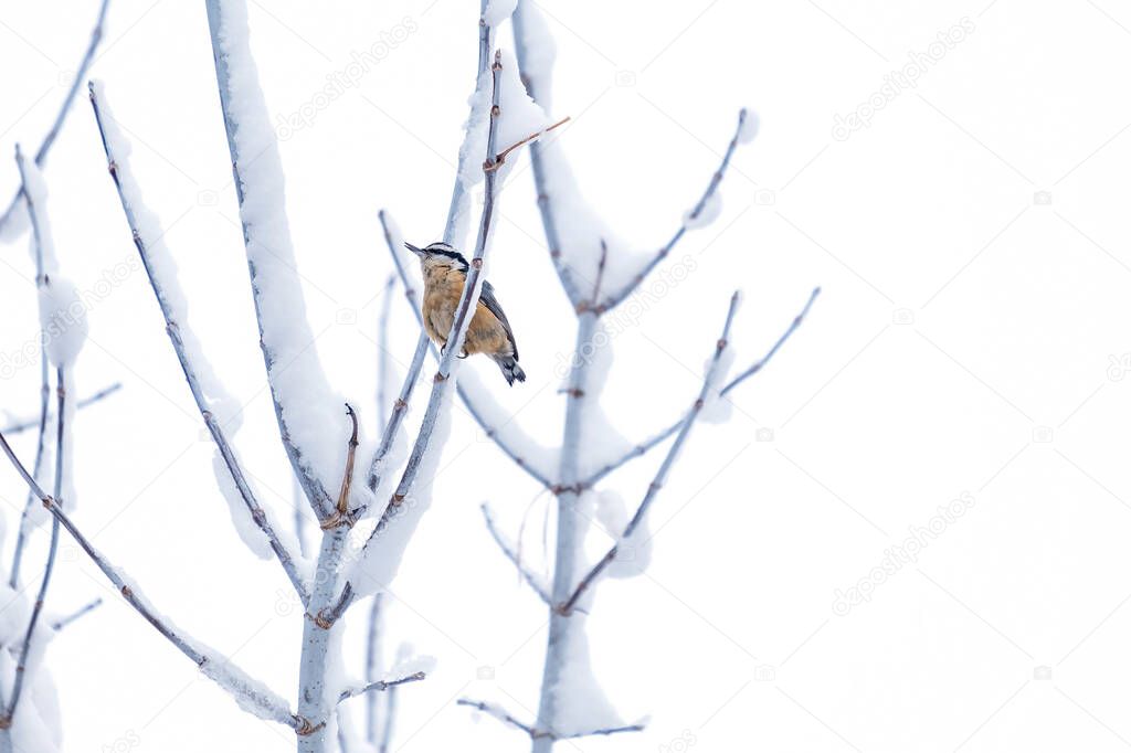 Red-breasted Nuthatch Perched on a Bare Tree Branch Covered with Snow