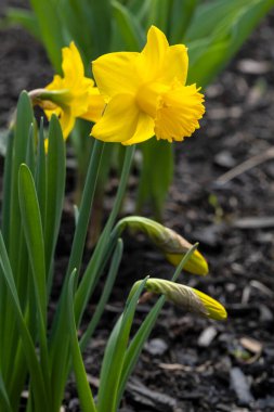 Güzel sarı nergisler Bir Bahar Bahçesinde Çiçek açıyor