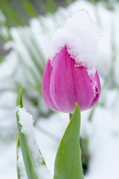 Closeup Tulipas Roxas Cobertas Com Neve — Fotografia de Stock