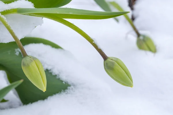 Tulpen Verzwaard Door Lente Sneeuw — Stockfoto