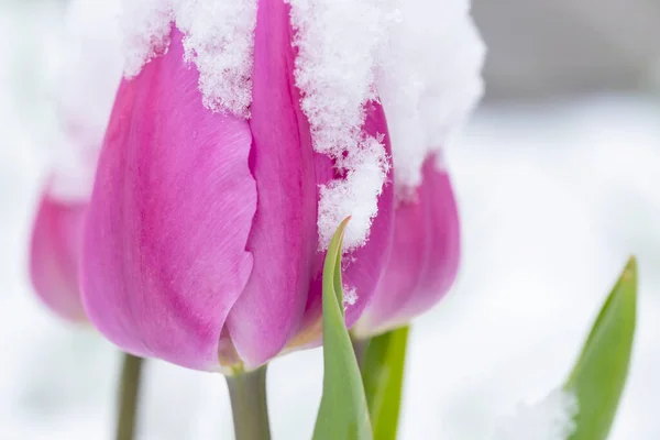 Closeup Tulipas Roxas Cobertas Com Neve — Fotografia de Stock