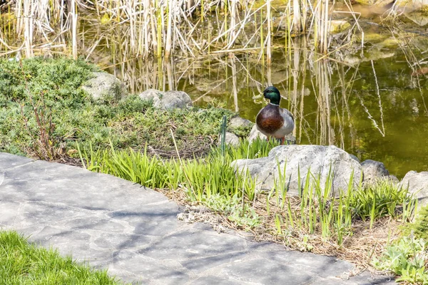 Een Man Mallard Rustend Bij Een Vijver Een Achtertuin — Stockfoto