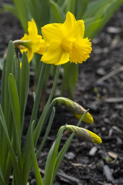 Ładne Żółte Żonkile Kwitnące Wiosennym Ogrodzie — Zdjęcie stockowe