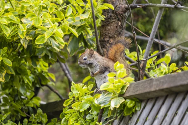 Amerikanisches Rotes Eichhörnchen Sitzt Auf Einem Alten Zaun — Stockfoto
