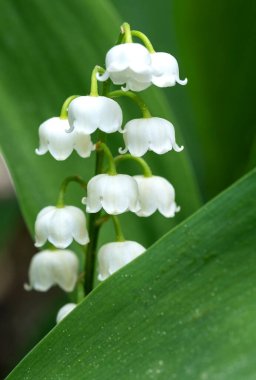 Close up of Lily of the Valley in a Spring Garden