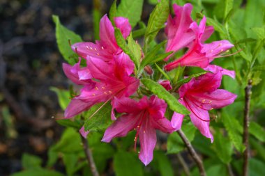 Deep Pink Cluster of Azalea Flowers in a Spring Garden