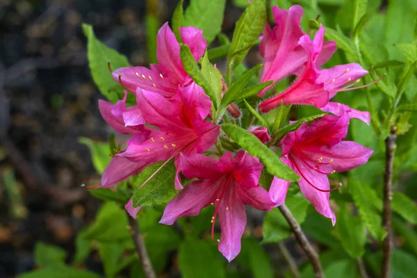 Grappe Rose Profond Fleurs Azalée Dans Jardin Printemps — Photo