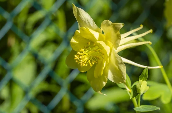 Gros Plan Une Fleur Colombe Jaune Dans Jardin Printemps — Photo