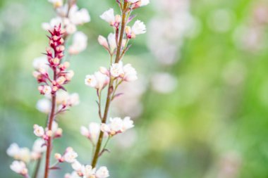 Bulanık ve Yumuşak Çiçek Arkaplanı 