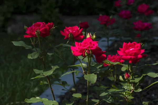 Rojo Profundo Noquea Rosas Que Florecen Jardín Con Fondo Negro —  Fotos de Stock