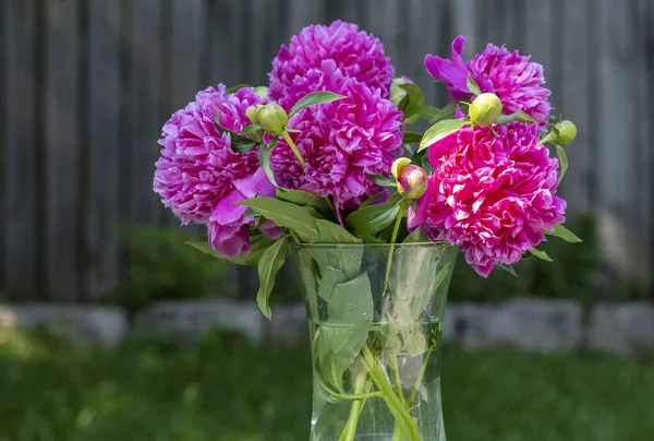 Glass Vase Dark Pink Peonies Garden Setting — Stock Photo, Image