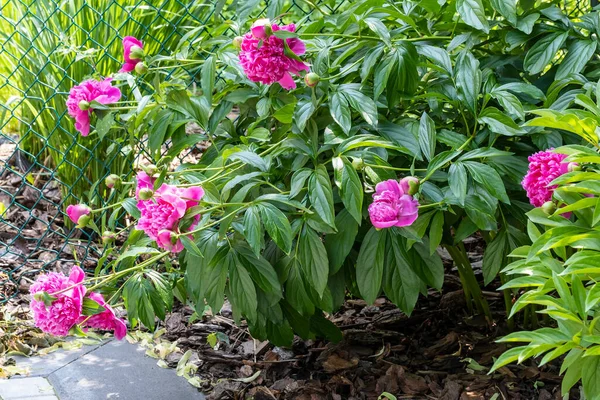 Cespuglio Peonia Con Pesanti Fiori Rosa Scuro — Foto Stock