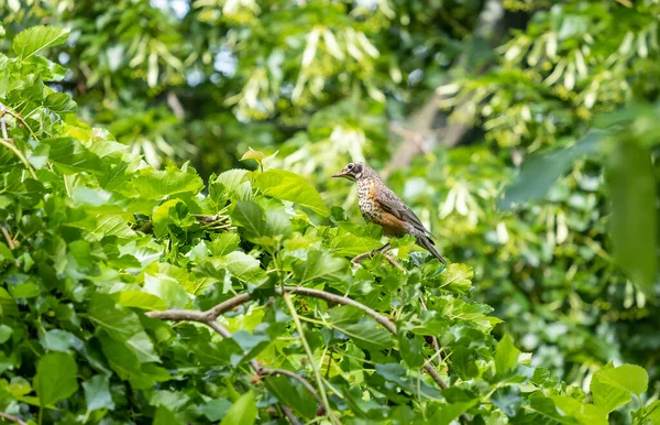 Detailní Záběr Mladého Robina Sedícího Stromě — Stock fotografie