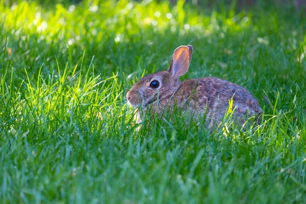 Közelkép Egy Keleti Cottontail Nyúl Magas Egy Kertben — Stock Fotó