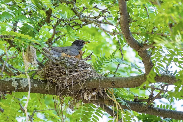 Robin's Nest op een boom — Stockfoto