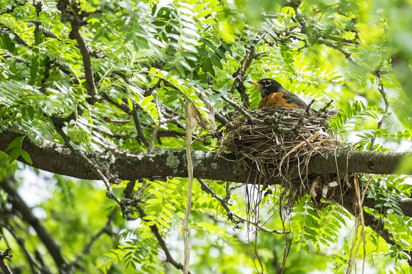 Hnízdo na stromě — Stock fotografie