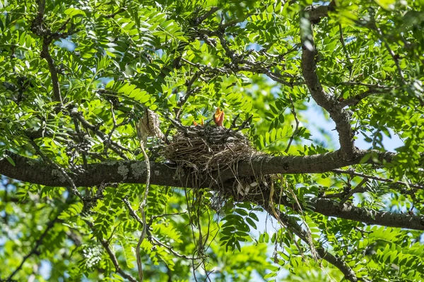 El nido de Robin en un árbol — Foto de Stock