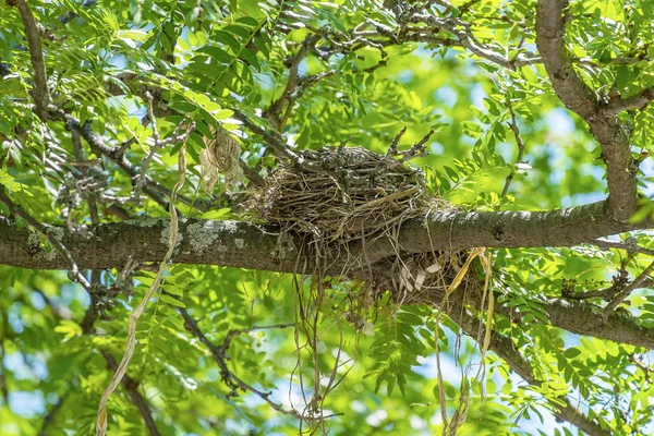 El nido de Robin en un árbol — Foto de Stock