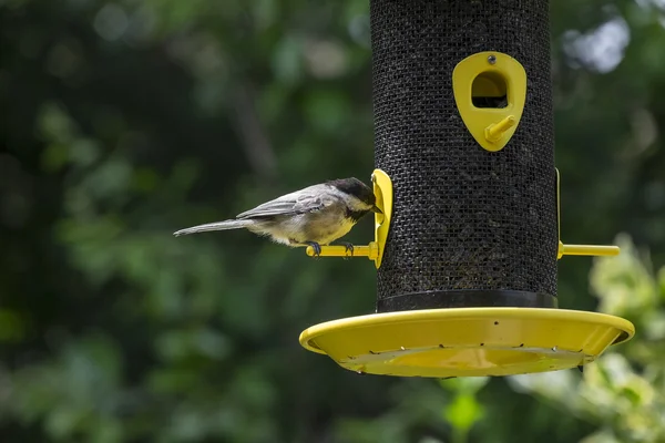 Chickadee στο πουλί τροφοδότη — Φωτογραφία Αρχείου