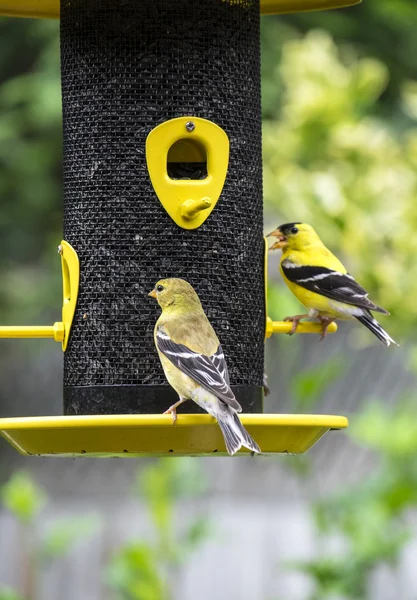 Goldfinch at a Bird Feeder — Stock Photo, Image