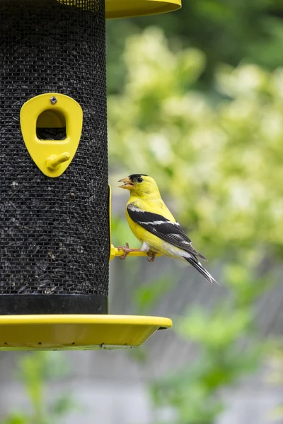 Goldfinch la un alimentator de păsări — Fotografie, imagine de stoc